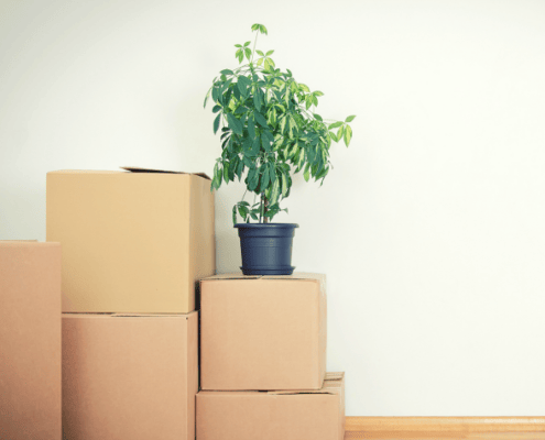 Can you Move with Houseplants? 2 Houseplant on top of Moving Boxes | 3GuysMoving.com